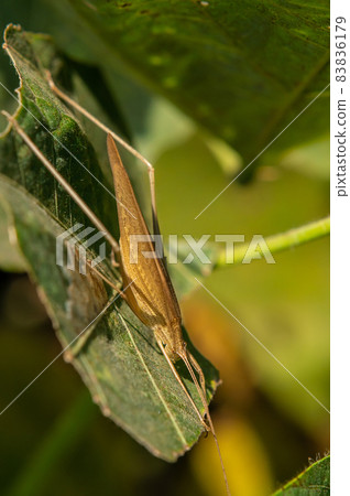 Ducetia japonicum 棕色型 Ducetia japonicum 棕色型 83836179