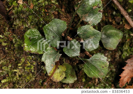 Natural plant Ainsliaea apiculata, a perennial plant with a pentagonal leaf shape. The name resembles the shape of a leaf as "turtle shell" ... 83836453