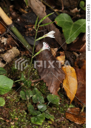 Natural plant Ainsliaea apiculata, about 15 cm high. It seems to grow sparsely on the forest floor and the forest edge like moss. Natural plant Ainsliaea apiculata, about 15 cm high. It seems to grow sparsely on the forest floor and the forest edge like moss. 83836455