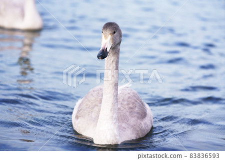 飛到屈斜路湖的天鵝孩子“野鳥” 飛到屈斜路湖的天鵝孩子“野鳥” 83836593