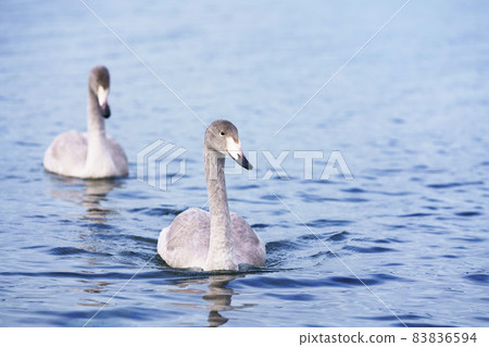 飛到屈斜路湖的天鵝孩子“野鳥” 飛到屈斜路湖的天鵝孩子“野鳥” 83836594
