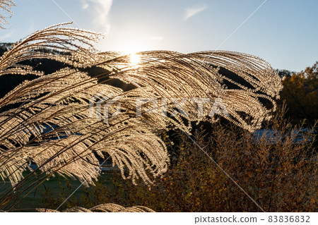 Miscanthus sinensis << Nara Prefecture >> Asuka Village 83836832