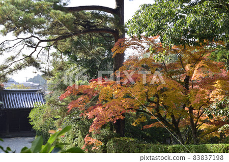Shugakuin Imperial Villa Nakarikyu Autumn Leaves Shugakuin Imperial Villa Nakarikyu Autumn Leaves 83837198