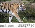 一隻老虎 83837740