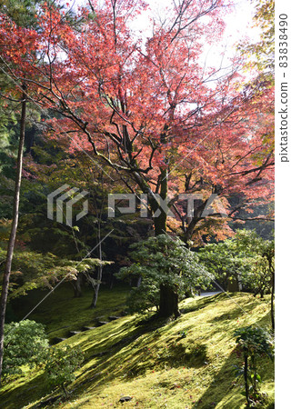 Shogakuin Rikyu autumn leaves Shogakuin Rikyu autumn leaves 83838490