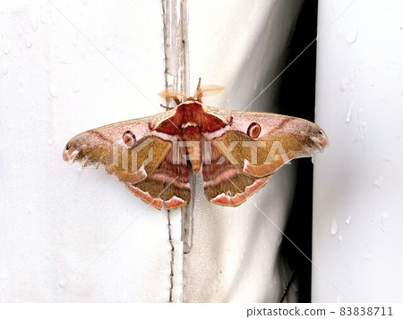 Himeyamayama 83838711