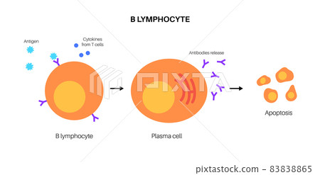 B Cell Activation - Stock Illustration [83838865] - PIXTA