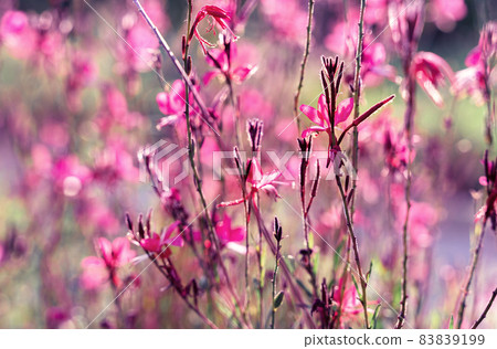 Beautiful wild flowers in the sunlight background. Shot with selective soft focus. Toned in mauve color. Gentle airy light natural art background. Beautiful wild flowers in the sunlight background. Shot with selective soft focus. Toned in mauve color. Gentle airy light natural art background. 83839199
