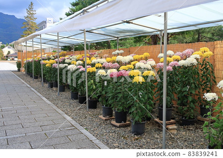 Landscape of the castle town of Matsushiro 83839241