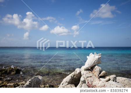 Big seashells on the coral beach on blue sky and sea background. Seascape. Selective focus. Big seashells on the coral beach on blue sky and sea background. Seascape. Selective focus. 83839274
