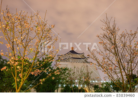 Nighe view of the cherry blossom in National Chiang Kai shek Memorial Hall Nighe view of the cherry blossom in National Chiang Kai shek Memorial Hall 83839460