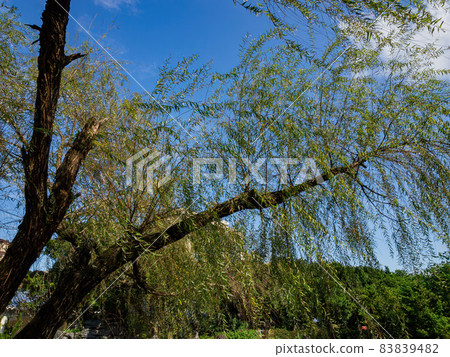 Nature landscape in National Chiang Kai shek Memorial Hall 83839482