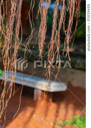 Close up shot of a plant in National Chiang Kai shek Memorial Hall Close up shot of a plant in National Chiang Kai shek Memorial Hall 83839489