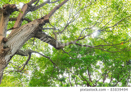 Close up shot of maple in National Chiang Kai shek Memorial Hall Close up shot of maple in National Chiang Kai shek Memorial Hall 83839494