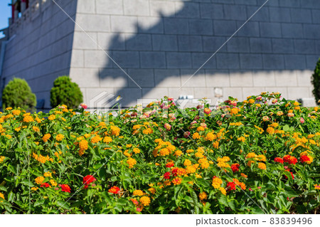 Close up shot of West Indian Lantana blossom in National Chiang Kai shek Memorial Hall 83839496