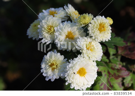 秋季花園中盛開的白色噴霧菊花 83839534