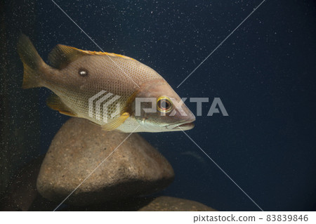 Snapper fish saltwater fish Shibudai Star snapper Snapper fish saltwater fish Shibudai Star snapper 83839846