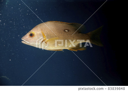 Snapper fish saltwater fish Shibudai Star snapper Snapper fish saltwater fish Shibudai Star snapper 83839848