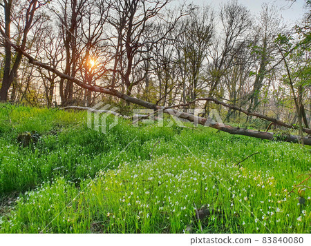 A field with flowers in the spring with sunset A field with flowers in the spring with sunset 83840080