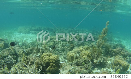 Filipino colon fish and coral reef Filipino colon fish and coral reef 83840352