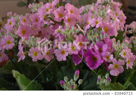 Primula Maracoides 83840715