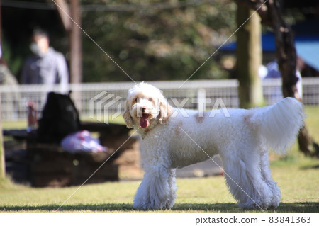 A miniature-sized Australian Labradoodle that calls the owner with a smile on a dog run in the mountains 83841363