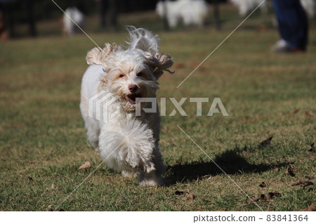 Miniature size is expensive but popular Australian Labradoodle 83841364