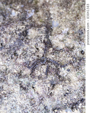 Brittle stars on tidal flats Brittle stars on tidal flats 83841383