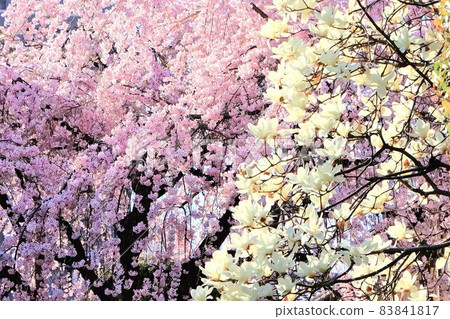 In Japan Magnolia Is Blooming Just Before The Cherry Blossom Stock