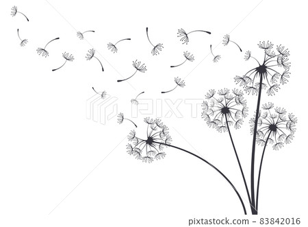 Dandelion blowball botanical plant fluffy flying seeds. Decorative blooming dandelions with fluffy flying seeds vector background illustration. Hand drawn fluffy dandelions 83842016
