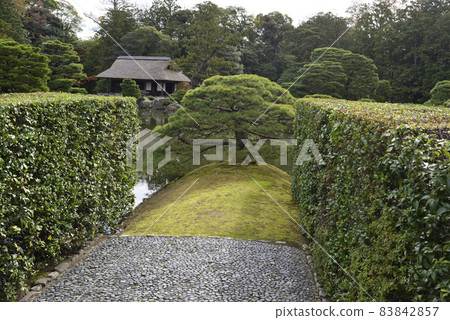 Katsura Rikyu Sumiyoshi的松樹 Katsura Rikyu Sumiyoshi的松樹 83842857