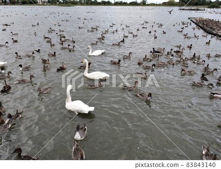 Niigata Prefecture Hyoko Autumn Niigata Prefecture Hyoko Autumn 83843140