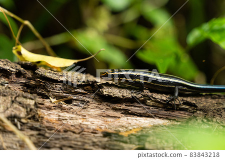 Japanese lizard Japanese lizard 83843218