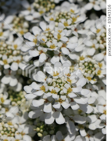 Iberis flowers 83843316