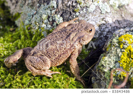 Common toad (Bufo bufo) on moss Common toad (Bufo bufo) on moss 83843486