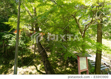 [Okayama Prefecture] Kibitsuhiko Shrine 83843900