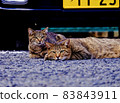 A cat basking in the sun with a parent and child 83843911