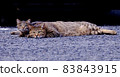Cat lying down with parent and child 83843915
