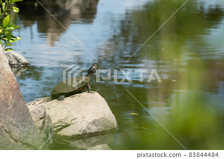 Turtle 83844484