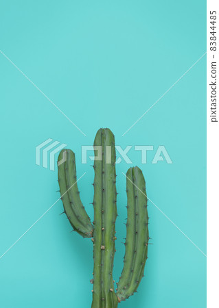 Hurray cactus on turquoise background 83844485