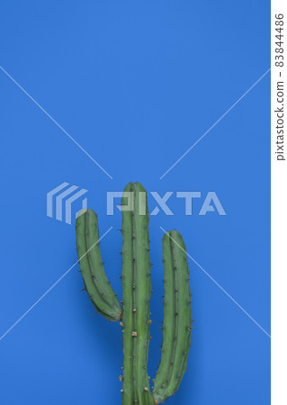 Hurray cactus on blue background Hurray cactus on blue background 83844486