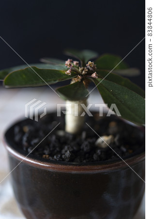 與花的大戟屬 begardi 與花的大戟屬 begardi 83844806