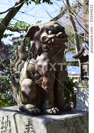 京都最古老的守護犬(伊部守護犬) 京都最古老的守護犬(伊部守護犬) 83844832