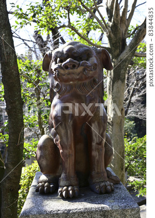 京都最古老的守護犬(伊部守護犬) 京都最古老的守護犬(伊部守護犬) 83844835