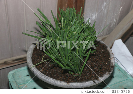 借用蔥苗 83845736