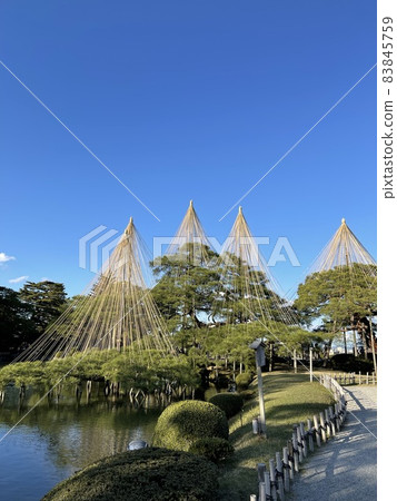 兼六園的冬季準備 兼六園的冬季準備 83845759