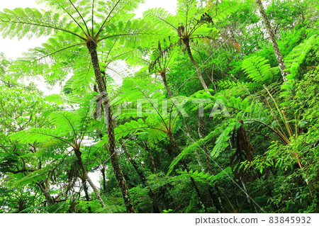 Daikoku Forest Road Yanbaru no Mori Flying Spider-monkey Daikoku Forest Road Yanbaru no Mori Flying Spider-monkey 83845932