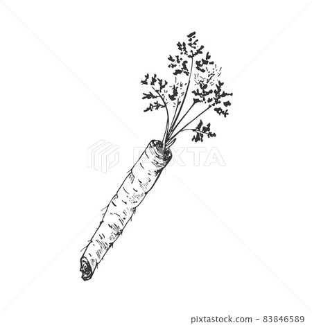 Carrot. Line art outline. Hand-drawn sketch. Vector illustration isolated on white. Carrot. Line art outline. Hand-drawn sketch. Vector illustration isolated on white. 83846589