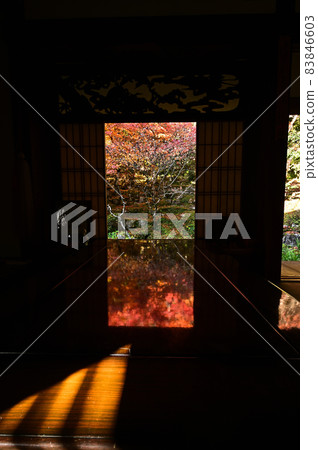 圓日寺的秋葉 83846603