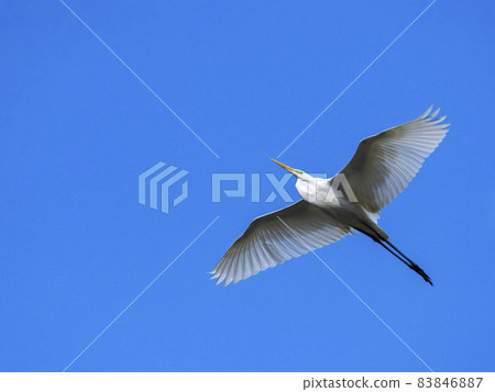 Great Egret flying in the blue sky 83846887